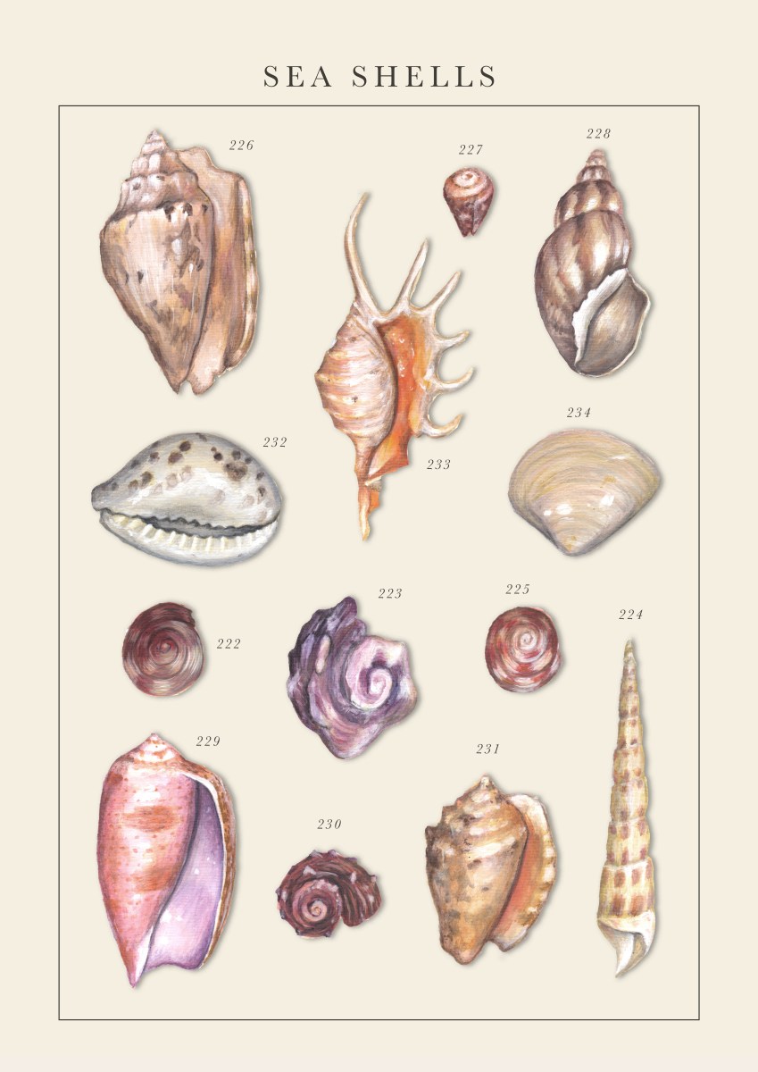 Sea Shells – Yuliya Pankratova Illustration